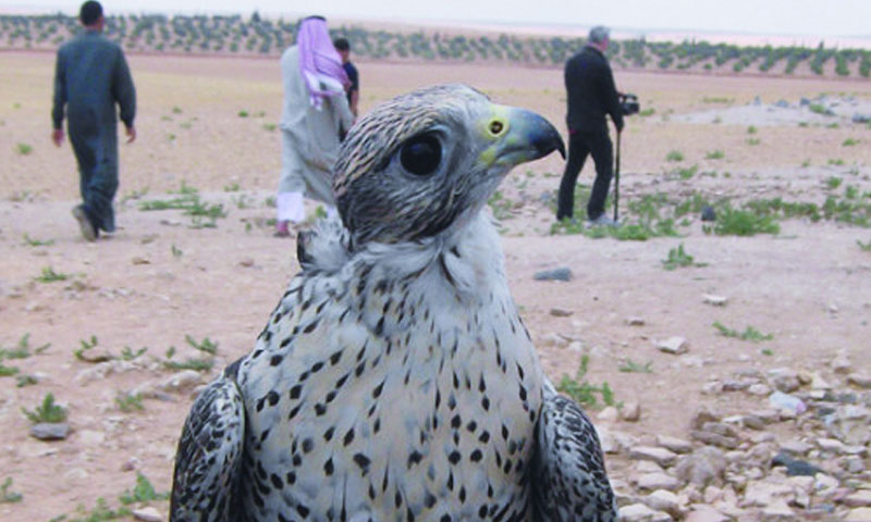 How to Play the Syrian Lottery; Catching Falcons Deep in the Syrian Desert.  Opportunity Knocks