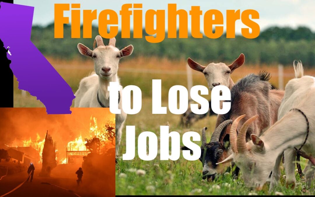 Firefighting Goats to Lose Jobs as California Labor Laws Crush Them