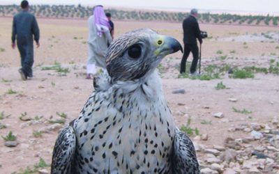 How to Play the Syrian Lottery; Catching Falcons Deep in the Syrian Desert.  Opportunity Knocks