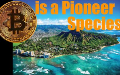 How Bitcoin Shifts Society + Energy in the Global South for the Better  — the Pioneer Species